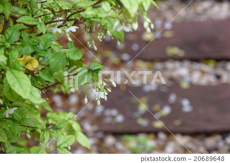 Orang Jessamine flower in garden Orang Jessamine flower in garden 20689648