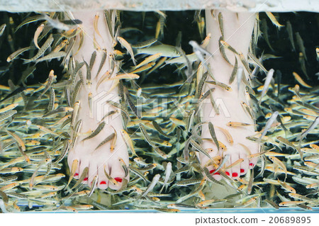 Fish spa pedicure wellness skin care treatment  20689895