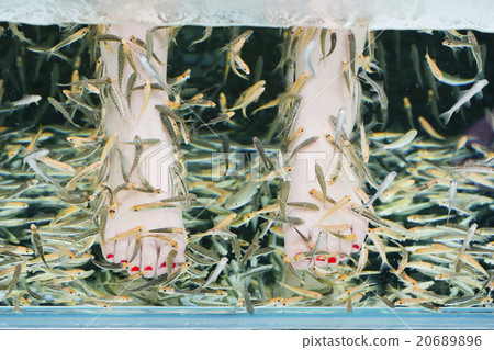 Fish spa pedicure wellness skin care treatment  20689896