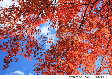 在晚上森林公園的Momiji 20690116