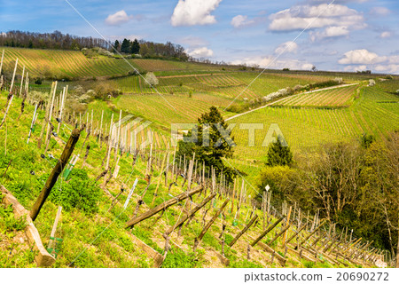 Vineyards near Ribeauville in Haut-Rhin, France 20690272