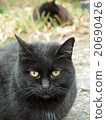 Landscape with a cat 20690426