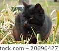 Staring cat 20690427