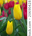 Yellow tulip 20690428