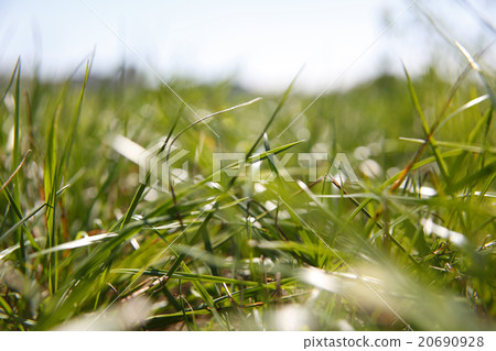 Spring awakening in the nature Spring awakening in the nature 20690928
