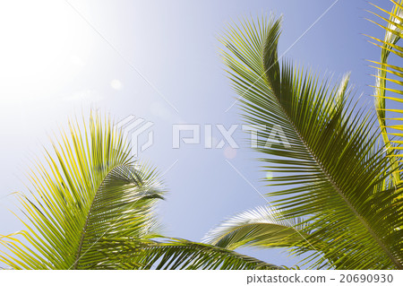 Beautiful palm trees 20690930