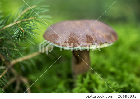 Brown mushroom in the forest Brown mushroom in the forest 20690932