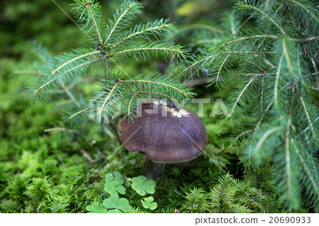 Brown mushroom in the forest Brown mushroom in the forest 20690933