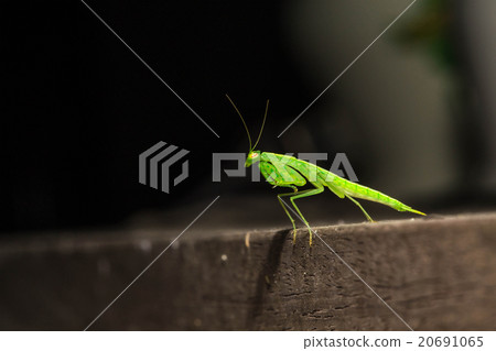 Closeup green mantis on wooden board Closeup green mantis on wooden board 20691065