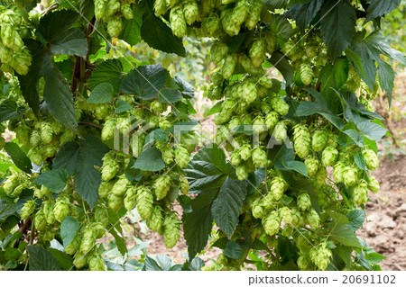 hop cones, raw material for beer production hop cones, raw material for beer production 20691102