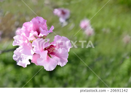 Early spring flowers Peach blossoms in full bloom Fresh green Early spring flowers Peach blossoms in full bloom Fresh green 20691142