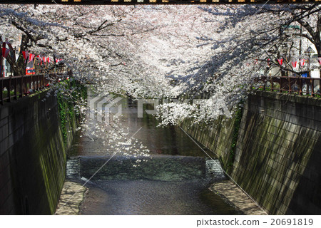 Cherry blossoms in full bloom on the Meguro River 20691819