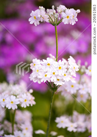 Primulae white Primulae white 20691963