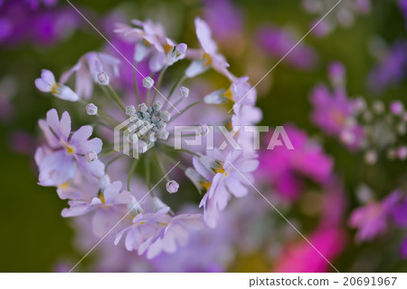 Primulae white Primulae white 20691967