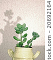 Succulent Plant_Angel's Drop (Treasure) Mini Pot, Horizontal 20692164