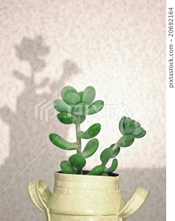 Succulent Plant_Angel's Drop (Treasure) Mini Pot, Horizontal 20692164