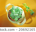 Succulent plant _ angelic drop (trereasy) cute mini pot 20692165
