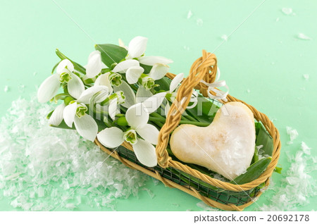 Fresh snowdrops in a basket Fresh snowdrops in a basket 20692178