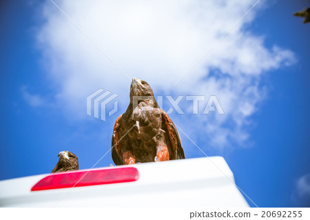 Majestic eagles in London Majestic eagles in London 20692255
