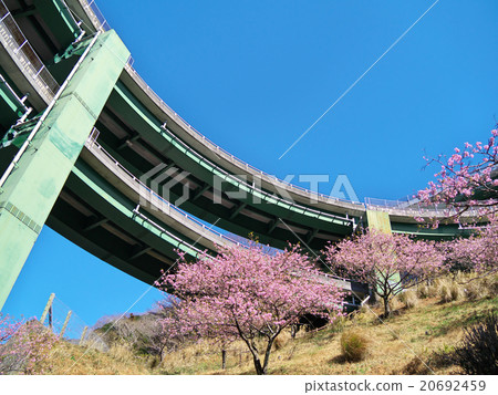 Kawazu Nanaki Loop Bridge and Kawazu Zakura 20692459