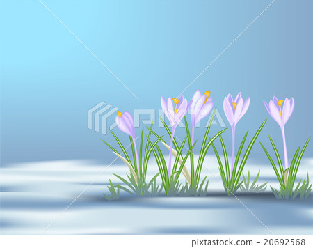 First spring flowers on thawed patch. Crocuses. First spring flowers on thawed patch. Crocuses. 20692568