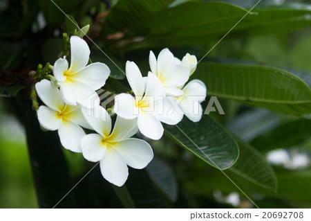 white frangipani flower, plumeria flower . 20692708