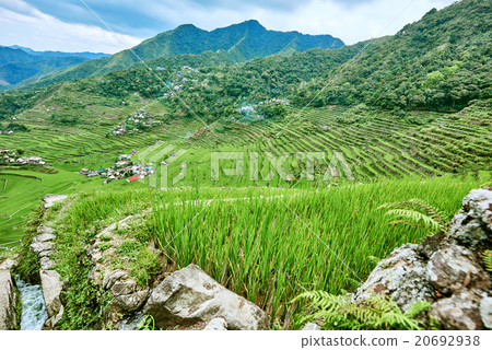 rice paddy terrace fields  Philippines 20692938