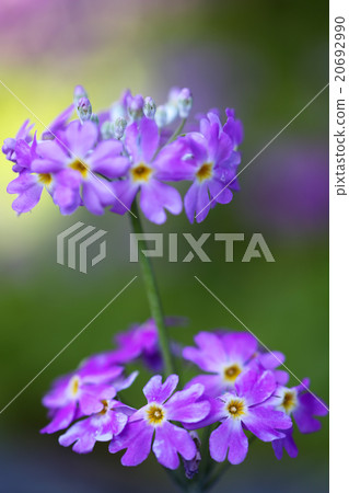 報春花紫色 報春花紫色 20692990