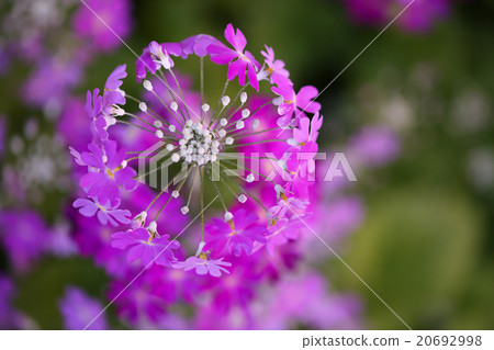 Primula Purple Primula Purple 20692998