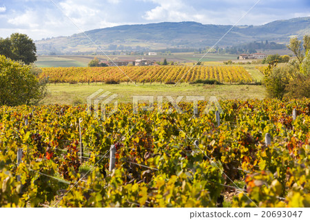 vineyards of Beaujolais, Rhone-Alpes, France 20693047