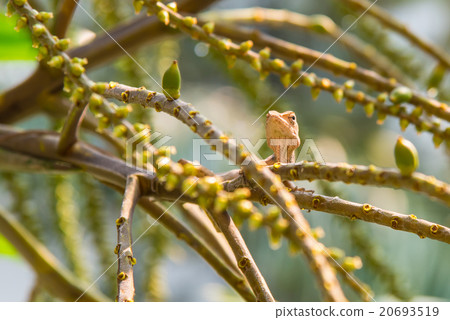 Lizard on the tree 20693519