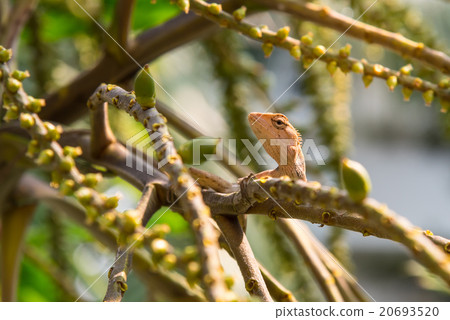 Lizard on the tree Lizard on the tree 20693520