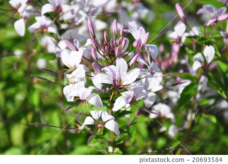 Spider flower (Tarenaya hassleriana) 20693584