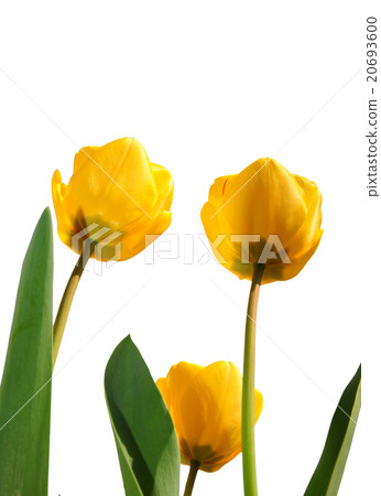 Yellow tulips 20693600