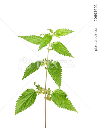 Stinging nettle (Urtica dioica) Stinging nettle (Urtica dioica) 20693601