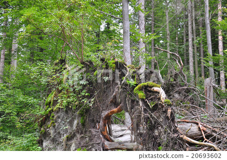Pristine forest in Bavaria Pristine forest in Bavaria 20693602