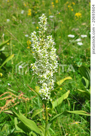 White false helleborine (Veratrum album) White false helleborine (Veratrum album) 20693604
