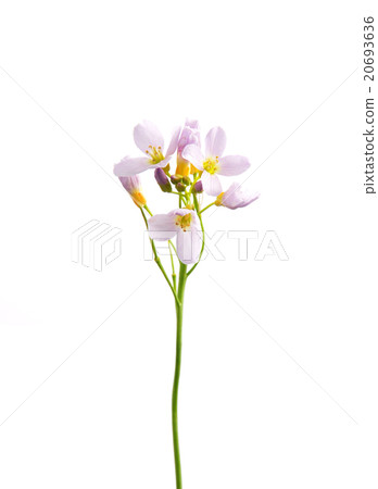 Cuckoo flower (Cardamine pratensis) Cuckoo flower (Cardamine pratensis) 20693636