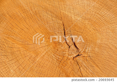 Wood texture 20693645