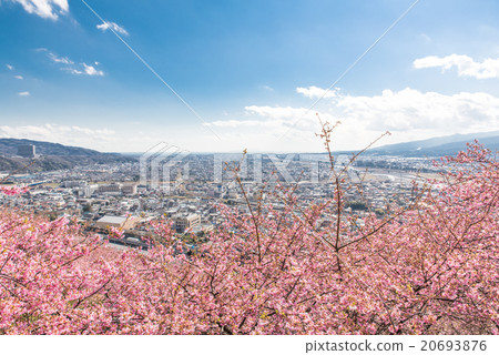 松田山Kawazu櫻桃樹 20693876