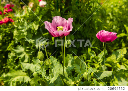 Pink poppy in a summer garden on sunny day Pink poppy in a summer garden on sunny day 20694532