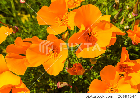 Orange poppies in a summer meadow on sunny day 20694544