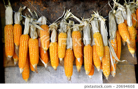 dry corn on wall dry corn on wall 20694608