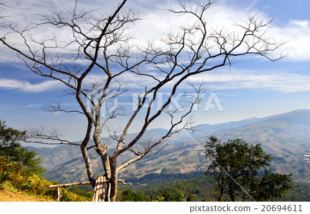 the branch on mountain the branch on mountain 20694611
