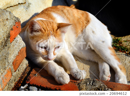 street cat relax on sunshine street cat relax on sunshine 20694612