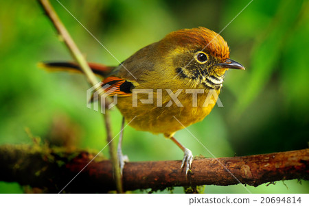 Chestnut-tailed minla bird 20694814