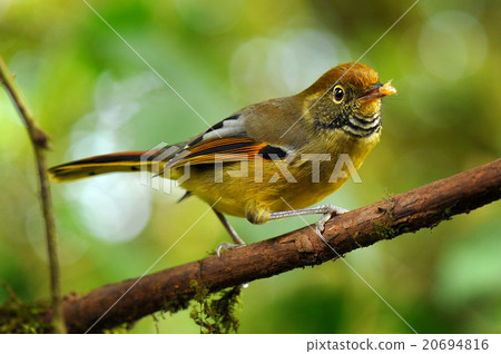 Chestnut-tailed minla bird 20694816