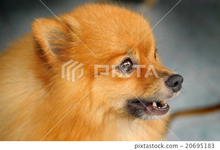 Dog Pom Dog Pom 20695183