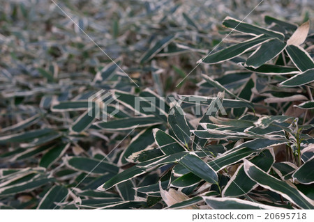 竹草 竹草 20695718