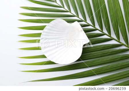 貝殼和棕櫚葉 20696239
